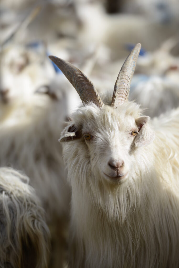 Cashmere_Ziegen in der Herde