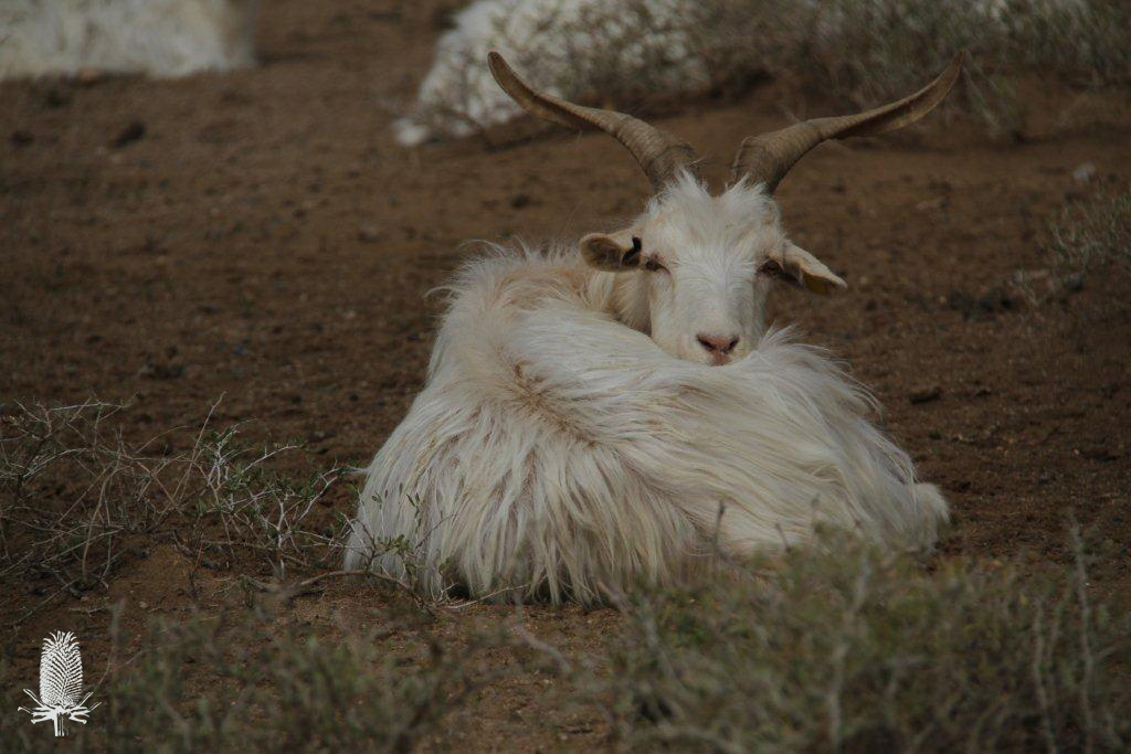 Cashmere-Ziege sitzend