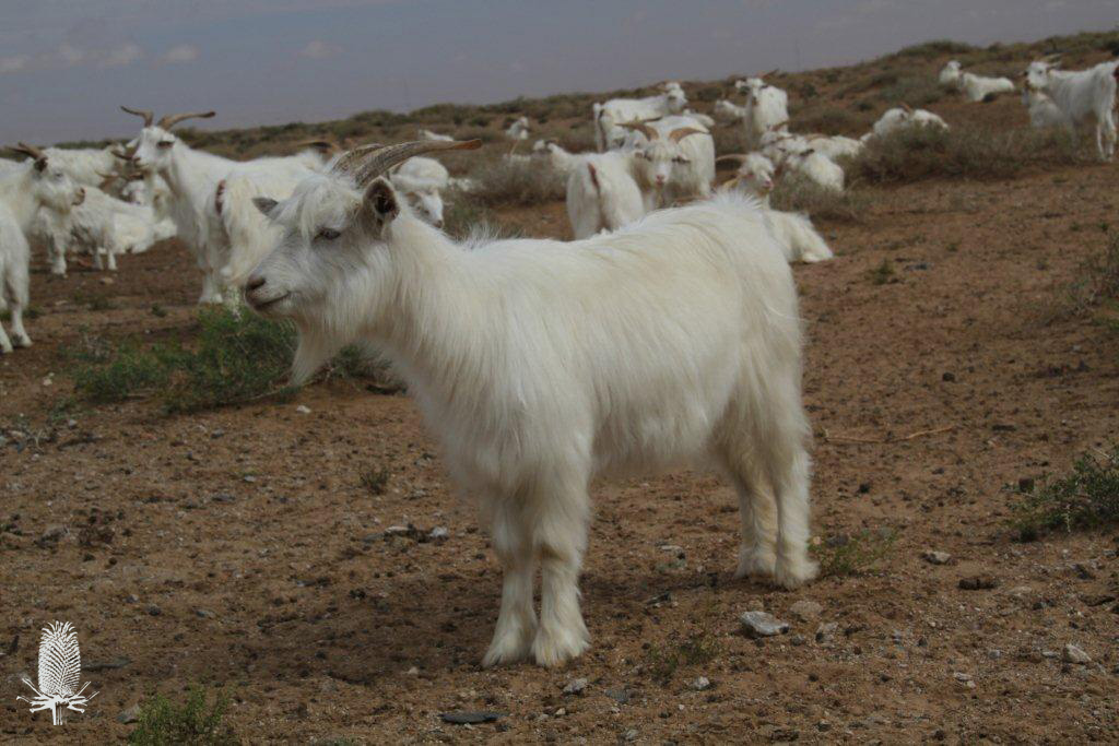 Cashmere-Ziege stehend